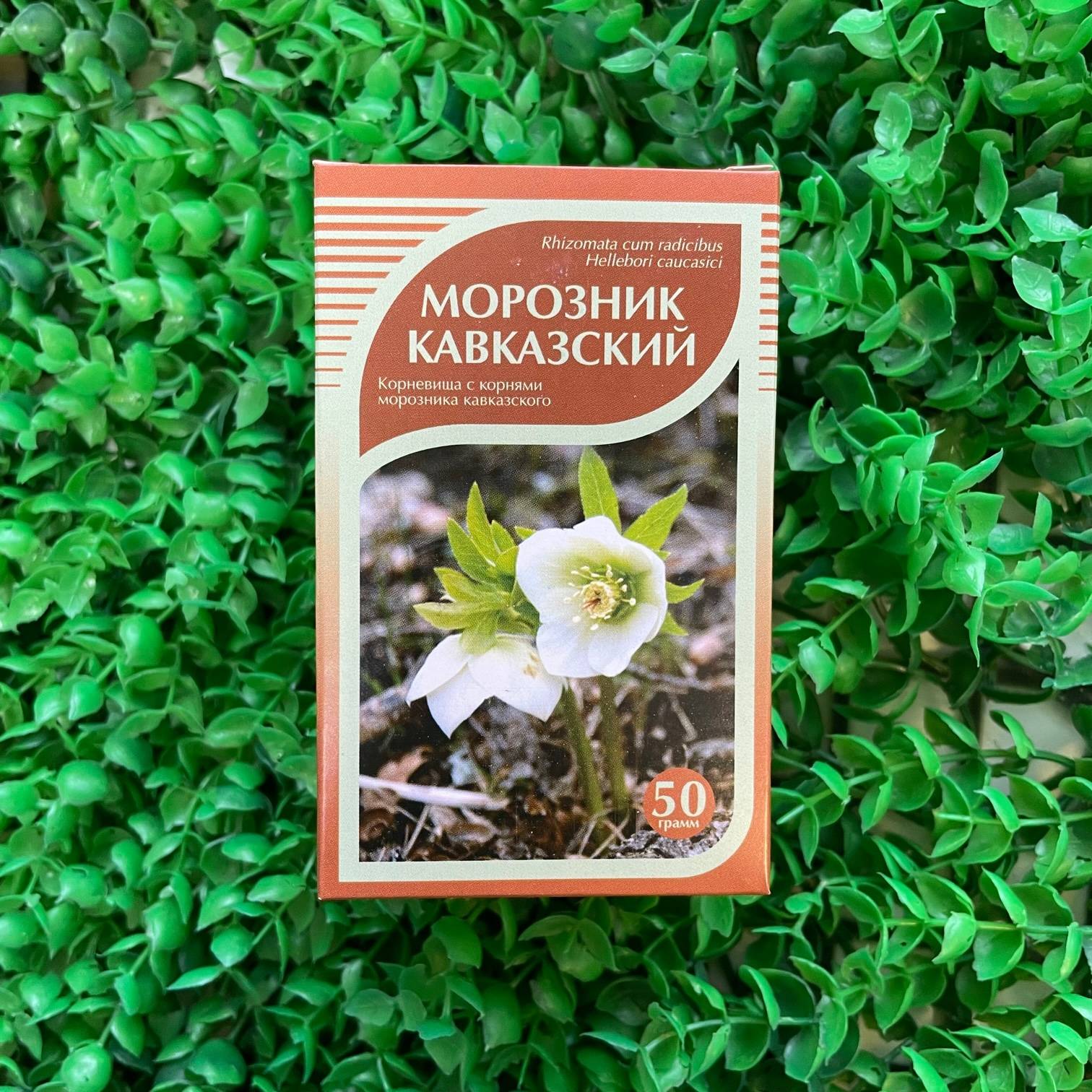 Морозник кавказский корневища с корнями Хорст, 50г купить в  интернет-магазине Беришка